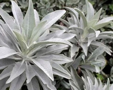 White Sage 20 - 1500 Seeds ORGANIC Herbs Salvia Apiana Medicinal Rare Perennial