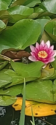 Water Lily Nymphaea Flowering Water Plants for sale | eBay