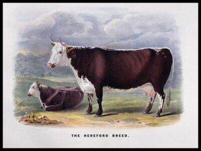 The Hereford Breed - Cattle Art NEW Sign: 15x20'' USA Steel