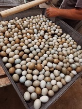 60 Pheasant Hatching Eggs