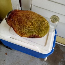 15 Lb homegrown jackfruit, mature, very ripe, aromatic and soft