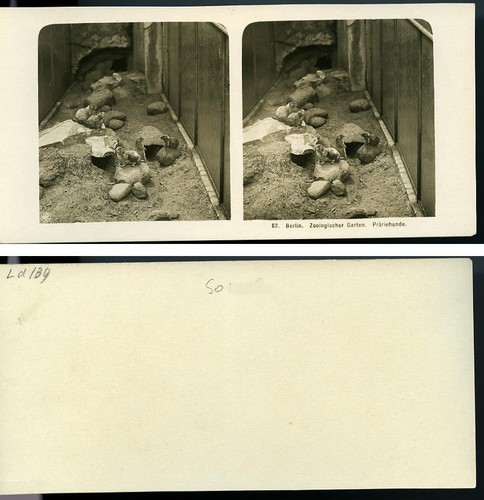 Germany Berlin Zoological Garden Prairie dog old Stereoview Photo NPG 1900 - Picture 3 of 3