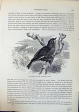 Old Print Brown Linnet Cannabina Linota Brehm Jones C1860 Cassell'S Birds 19th