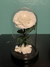 Preserved White Rose in a Glass Dome