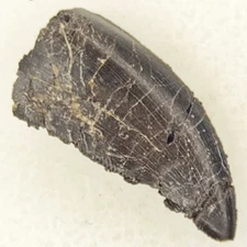 Allosaurus jimmadseni 0.81" Tooth Fossil - Self Dug - Morrison Fm - Big Horn, WY