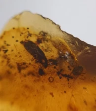 100 MILL. YEARS OLD BURMITE AMBER WITH 2 BEETLES & WASP (ABR14/47)