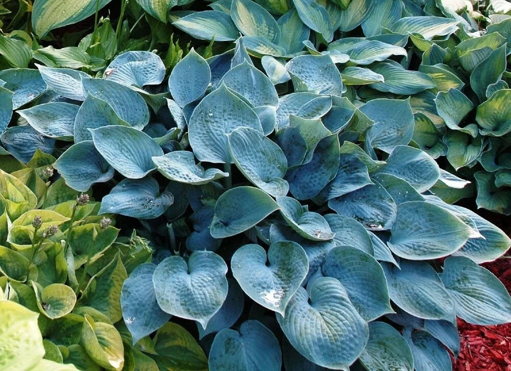 Blue hosta sale plant