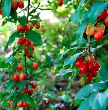 Cornus mas - Cornelian cherry | European cornel