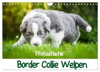 Calendar 2027 · US Version · Pawtastic Border Collie Puppies (Wall Calendar 2027