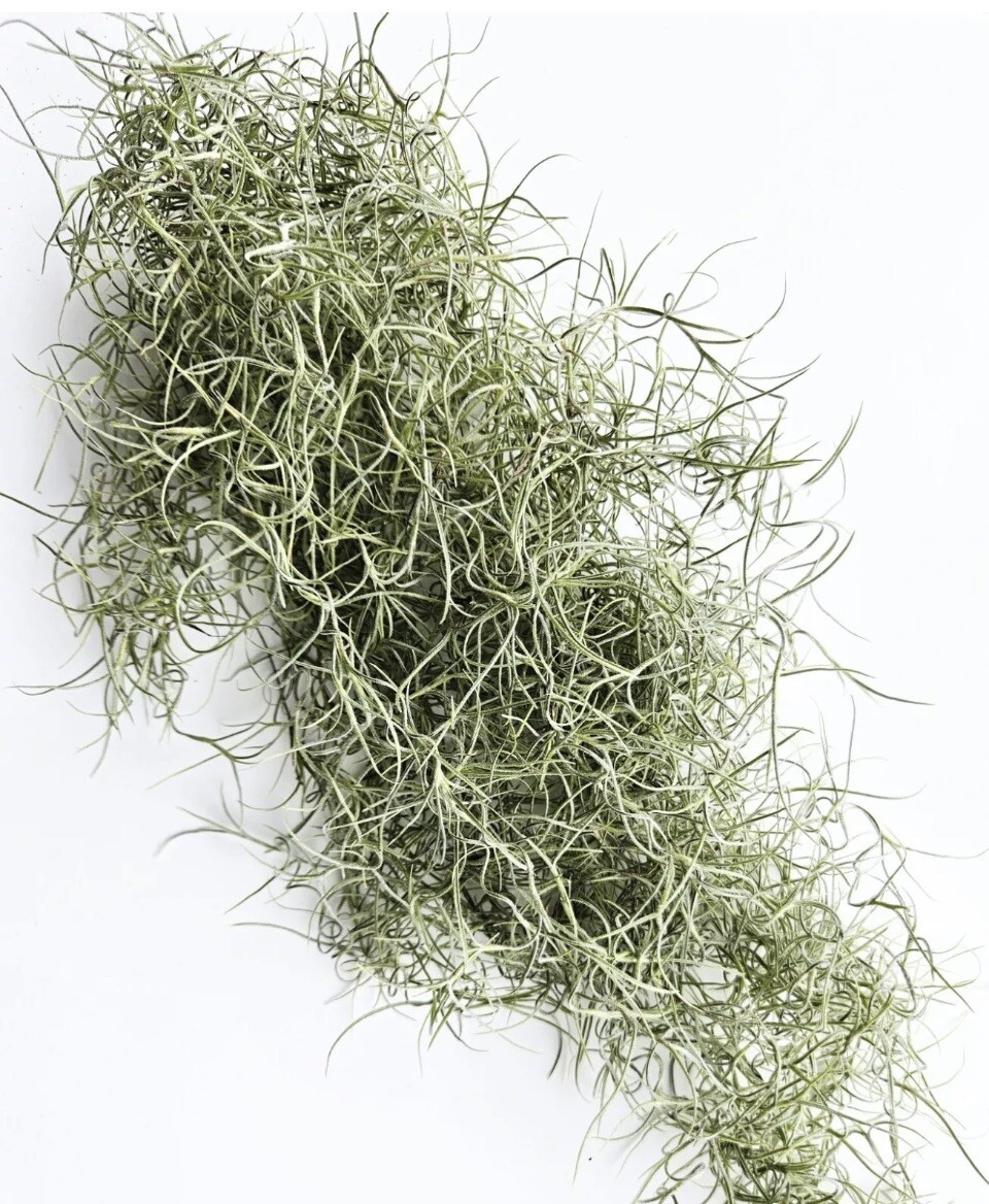 Fresh Live Spanish Moss from Florida - 1 Gallon size - Air Plant | eBay