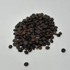 Chinese Redbud Bonsai Tree Seed Pack Cercis Chinensis