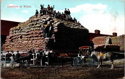 Overflow of Wheat Horses Buggies Harvest Scene Antique Farming Postcard