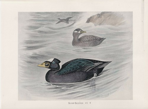 Original Vintage Print, Surf-Scoter, 1900, 22,3 x 29 cm. - 第 1/1 張圖片