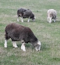 Herdwig- Lammwolle braun - Rohwolle  - gut sortiert - ungewaschen 1 kg