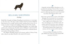 Belgian Sheepdog - CUSTOM MATTED Dog Art Print - Breed Description and History