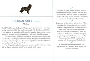 Belgian Sheepdog - CUSTOM MATTED Dog Art Print - Breed Description and History