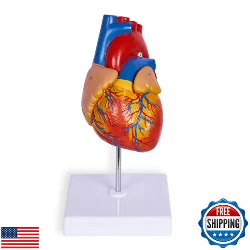 breesky Life Size Human Heart Model, Anatomically Accurate 2-PartMedical Mode