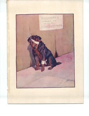 Antique Color Print (1931) – “Injured Dog with Eye Patch” 319