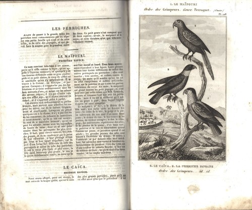 OISEAUX N°2 de BUFFON avec GRAVURES & suppléments de G. CUVIER T.VIII 1835 RARE - Foto 18 di 24