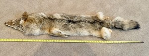 Nice Coyote Hide with Thick, Soft Fur 56" in Length Tip to Tip