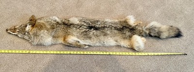 Nice Coyote Hide with Thick, Soft Fur 56'' in Length Tip to Tip