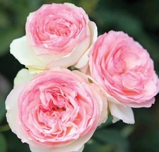 White Pink Eden Climbing Rose Seeds - Pack 30 Seeds - Rose Flower Gardening