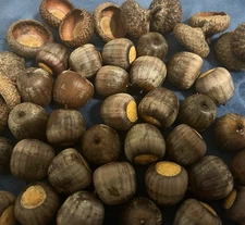 20 NORTHERN RED OAK (Quercus rubra) Acorns - Float Tested 11/25 for Planting