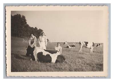 Nurse Red Cross Cow Pasture Profession Animal Holstein Cattle - Vintage Photo