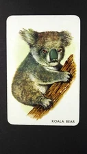 1 x single 1960's Pepys card Animal Snap – Koala Bear # V25a