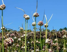 QTY 75  HARDNECK GARLIC / SEEDS/ BULBIL SET FOR PLANTING. 2025 HARVEST