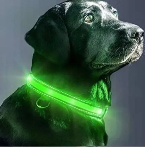 Lighted leash top