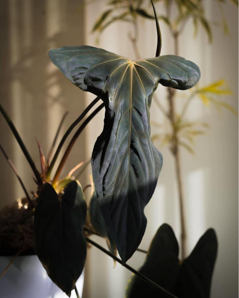 Anthurium Papillilaminum RL x FS seedling (Ralph Lynam x