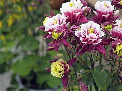 50 Double WINKY ROSE & White COLUMBINE Aquilegia Vulgaris Flower Seeds - Picture 2 of 4