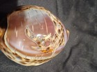 Carved Tiger Cowrie Sea Shells ~ Fish And Flamingo Lot of 2 — photo 3