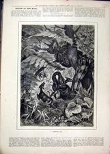 Original Old Antique Print Snake Tree Eating Deer 1879 Country Fine Art 19th