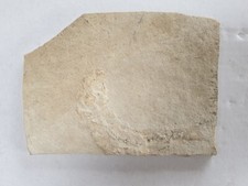 Leptolepides sprattiformis - Fisch - Malm, Plattenkalk - Solnhofen-alte Sammlung