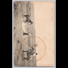 Antique Postcard A Bronco on the Rope Billings Montana 1908