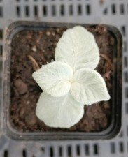 Sinningia leucotricha display in 7cm pot 