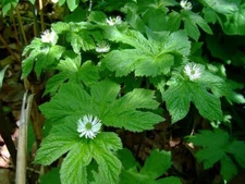 6 Goldenseal (Hydrastis canadensis) "Live roots"