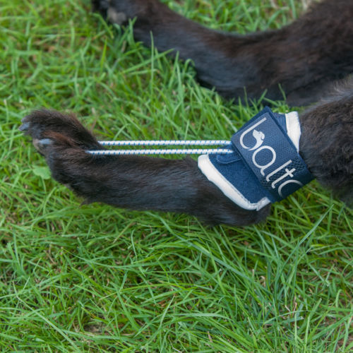 Balto Dog Phalanges Brace NoKnuckling, Toes Up BT PULL Orthopaedic