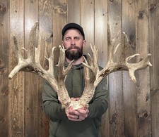 Monster Massive 266” Whitetail Skull Cap 29pt Antler Horn Deer Mount Rack