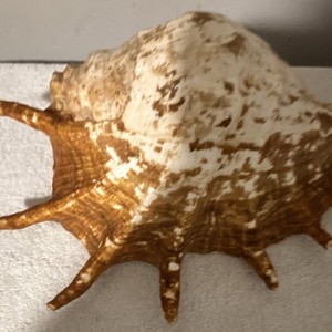 Strombus Large Brown and White Spiked Shell Collectible