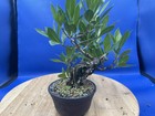Well established collected buttonwood bonsai semi cascade — photo 3