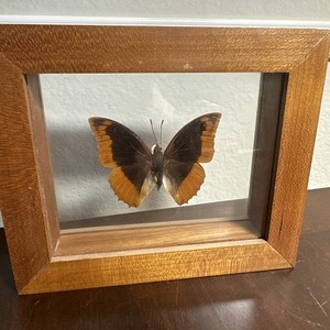 Charaxes Protoclea Azota Flamed-boarded Emperor Butterfly Mounted Nice Find