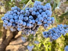 50 BLUE ELDERBERRY Sambucus Caerulea Arizona Elder Tree Shrub Fruit Berry Seeds