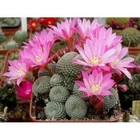 Rebutia solisioides ,seeds 20 pcs