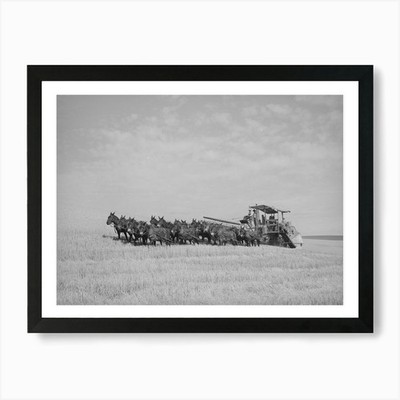 Twenty Mule Team Drawn Combine, Wand gerahmtes Wandbild Poster Leinwanddruck Bild