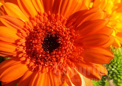 Blumenfotos A3 / A4 (vier zur Auswahl)