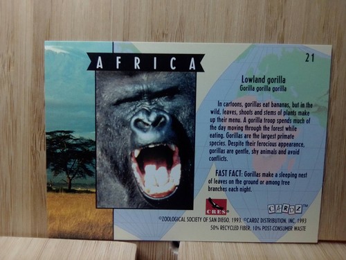 San Diego Zoo🏆LOWLAND GORILLA 1993 Cardz #21 Trading Card🏆FREE POST - Picture 2 of 2