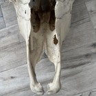 Authentic Real Cow Steer Skull Rustic Western Cowboy Decor Ranch Bull Large  — photo 8